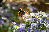 Red admiral on autumnal asters