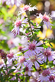 Pink autumn asters