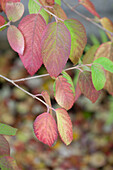 Herbstlich gefärbte Blätter