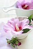 Violet hibiscus flowers in white china bowls and bud on white surface