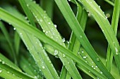 Wasserperlen auf grünen Pflanzenblättern