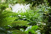 Ferns and various foliage plants in mature green garden