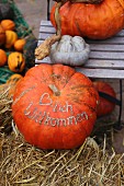 Various pumpkins on chair and bale of straw - motto written on one pumpkin