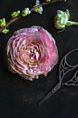 Pink ranunculus flower and branch of cherry blossom on black surface