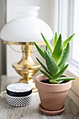 Houseplant and black and white jewellery box in front of brass table lamp on windowsill