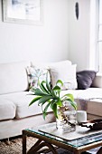 Palm tree in glass vase on rattan coffee table in front of white corner sofa