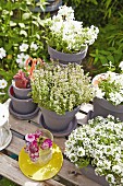 White flowers and herbs in grey terracotta pots on a garden table