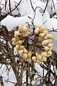 Wreath of peanuts hung on snowy leafless beech hedge