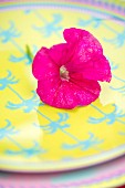 Pink petunia flower on ´plate with blue and yellow pattern of palm trees