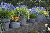 Grape hyacinths and violas planted in old enamel pots and buckets on top of wall