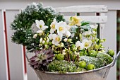 Zinc tub planted with hellebores, succulents and moss