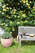 Cat sitting on wooden bench in front of yellow rose bush climbing up exterior wall of house