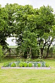 Vegetable beds edged with wooden boards in lawn