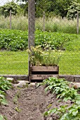 Vegetable patch surrounded by chicken-wire fence and flowering plants in old wooden crate