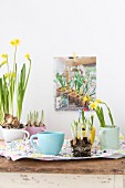Yellow-flowering narcissus planted in pastel teacups