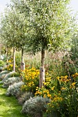 Row of young trees, rudbeckia and lavender in summer garden