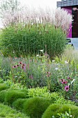 Flowering purple echinacea and ornamental grasses in well-tended garden