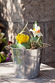 Easter eggs used as vases for narcissus in small zinc bucket