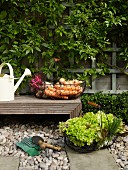 Freshly picked vegetables in wire basket on wooden bench and terrace floor