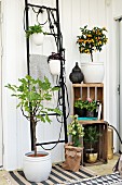Houseplants arranged on black ladder frame and in wooden crates in conservatory extension with Scandinavian ambiance