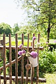 Allium flowers in vintage bucket on rustic paling gate in sunny cottage garden
