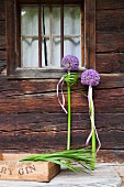 Festive arrangement of purple alliums in front of rustic façade of wooden house