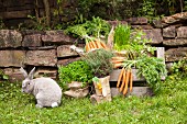 Potted herbs wrapped in hessian and decorated with hand-made felt carrot next to freshly picked carrots on wooden bench in garden