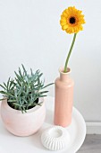 Yellow Gerbera daisy in apricot vase and houseplant on white side table