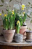 Narcissus, yellow hyacinths and white grape hyacinths in terracotta pots