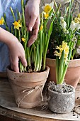 Planting narcissus in pot