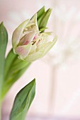 weiße Tulpenblüte (Close Up)