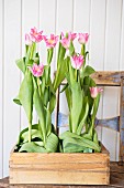 Pink tulips in wooden crate