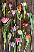 Tulips of various colours arranged on wooden surface