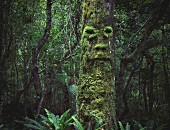 Moss-covered tree with face in murky woods