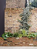 Raised bed with brick front below ivy growing over garden wall