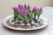 Purple hyacinths and bulbs arranged in dish