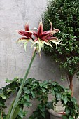 Papilio butterfly amaryllis in front of ivy arch