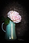 Double rose in vintage coffee pot