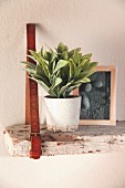 Rustic board hung on wall from leather belt used as shelf and decorated with houseplant and picture