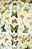 Colourful mounted butterflies in display case
