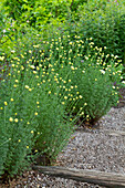 Gartenbeet mit gelben Blüten entlang eines Kieswegs