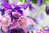 Purple aquilegia flowers