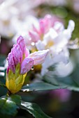 Rhododendron-Knospe mit Wassertropfen