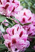 Pinke Rhododendron-Blüten