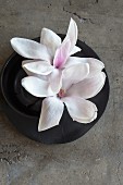 White magnolia flowers in black bowl