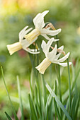 Flowering narcissus in garden