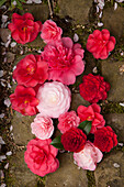 Blüten in Rot und Rosa