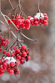 Verschneite Beeren des amerikanischen Schneeballs (Viburnum nudum