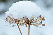 Verblühte Pflanze bedeckt mit Schneehaube im Winter