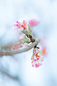 Budding cherry blossom branches in focus with blurred background